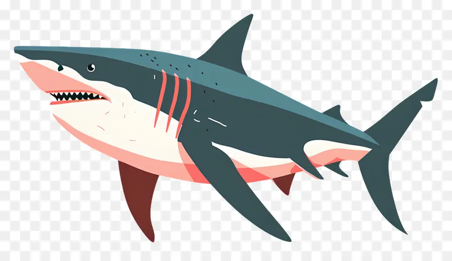 Köpekbalığı，Karikatür PNG