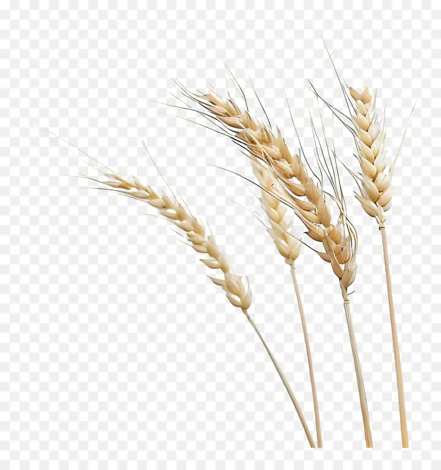 Buğday，Sap PNG