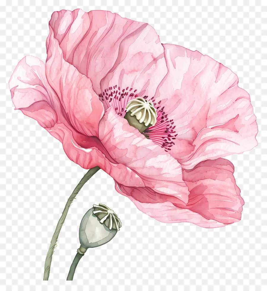 Pembe Haşhaş çiçekleri，Poppy Pink PNG