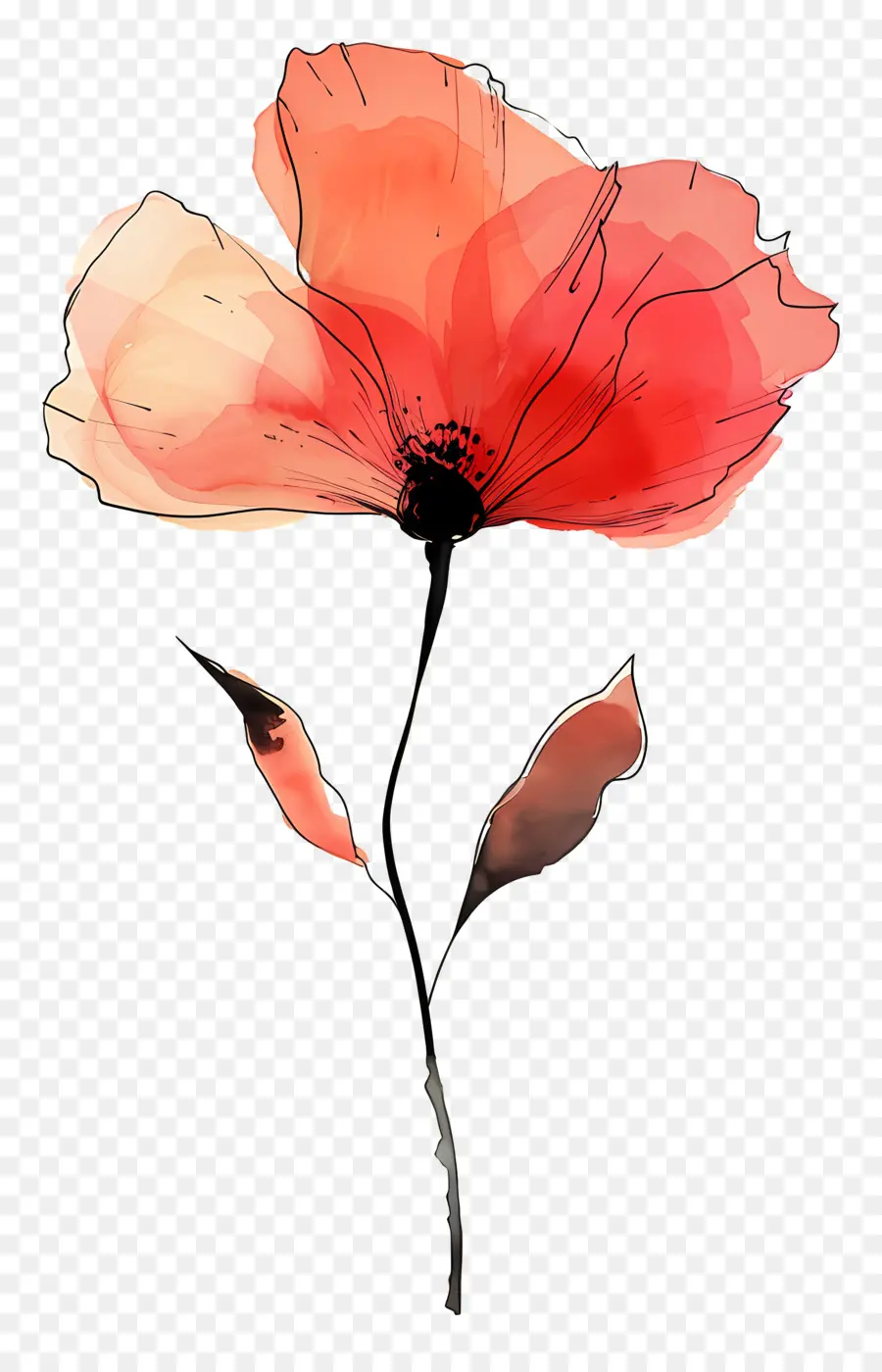 Suluboya çiçek，Kırmızı Haşhaş PNG