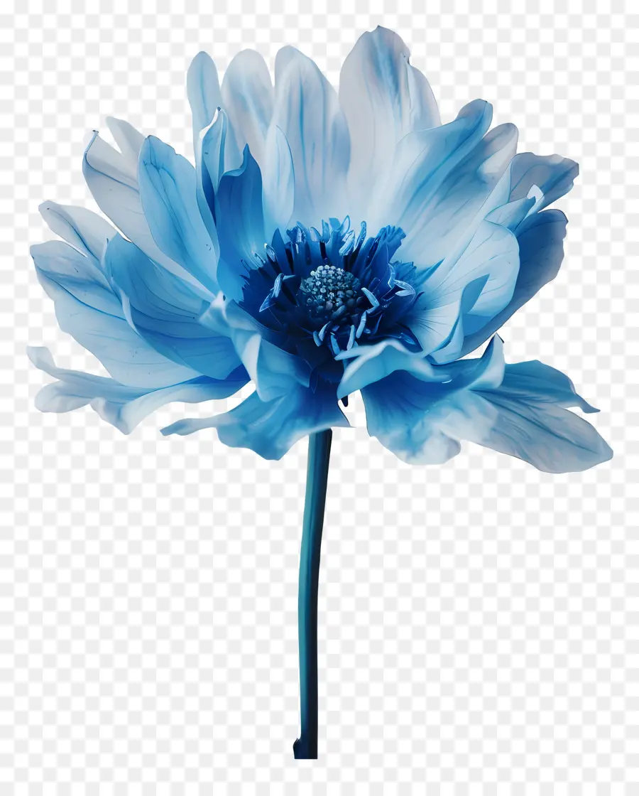 Mavi çiçek，Beyaz Center PNG