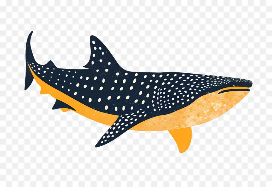 Balina Köpekbalığı，Hammerhead Köpekbalığı PNG