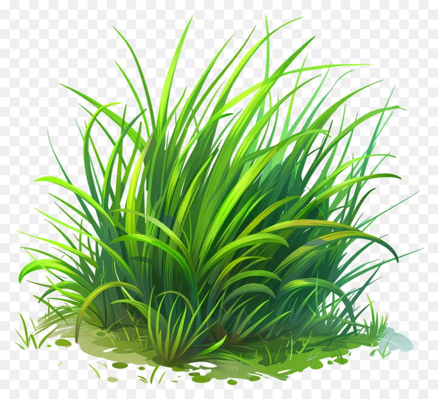 Yeşil çimen，Uzun Boylu Ot PNG