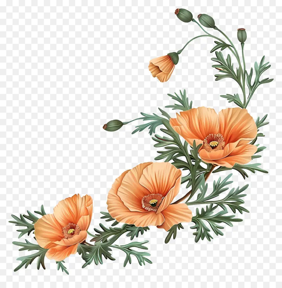 Turuncu Haşhaş çiçekler，Bağbozumu PNG