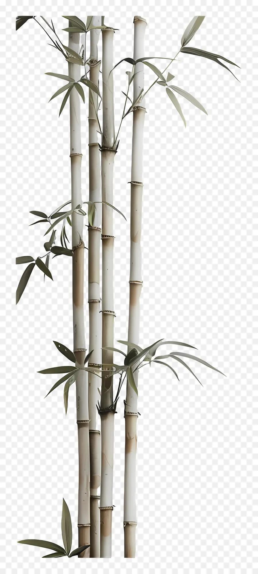 Bambu，Bambu Bitki PNG