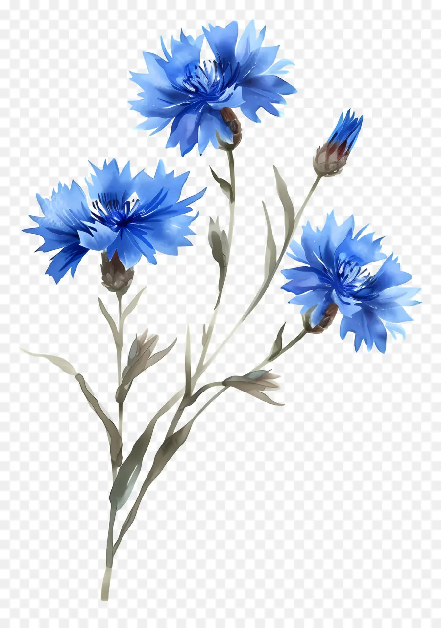 Mavi Mısır Kokusu，Mavi çiçekler PNG