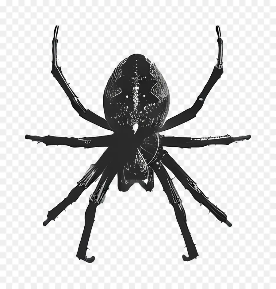 örümcek，Siyah Ve Beyaz PNG