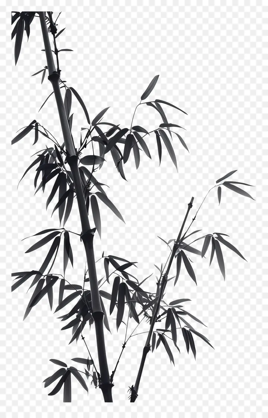 Bambu，Bitki PNG