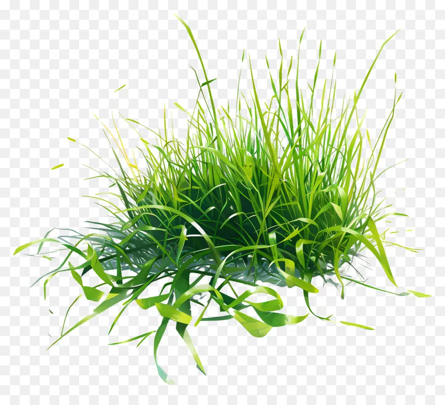 Yeşil çimen，Uzun Yapraklar PNG