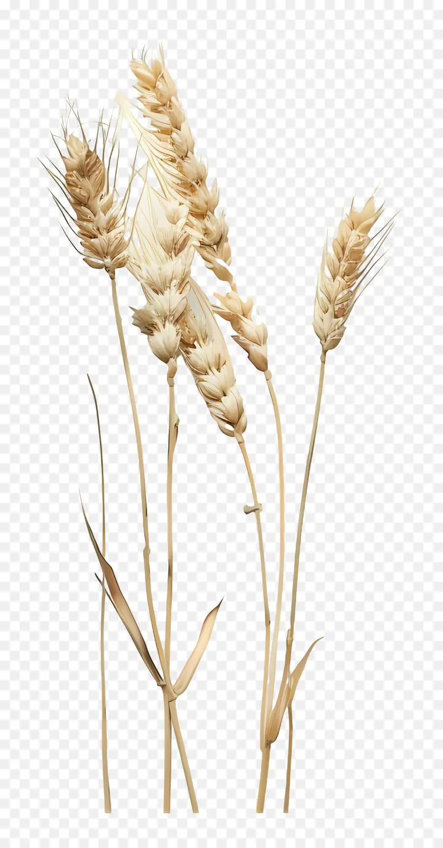 Buğday，Tarım PNG