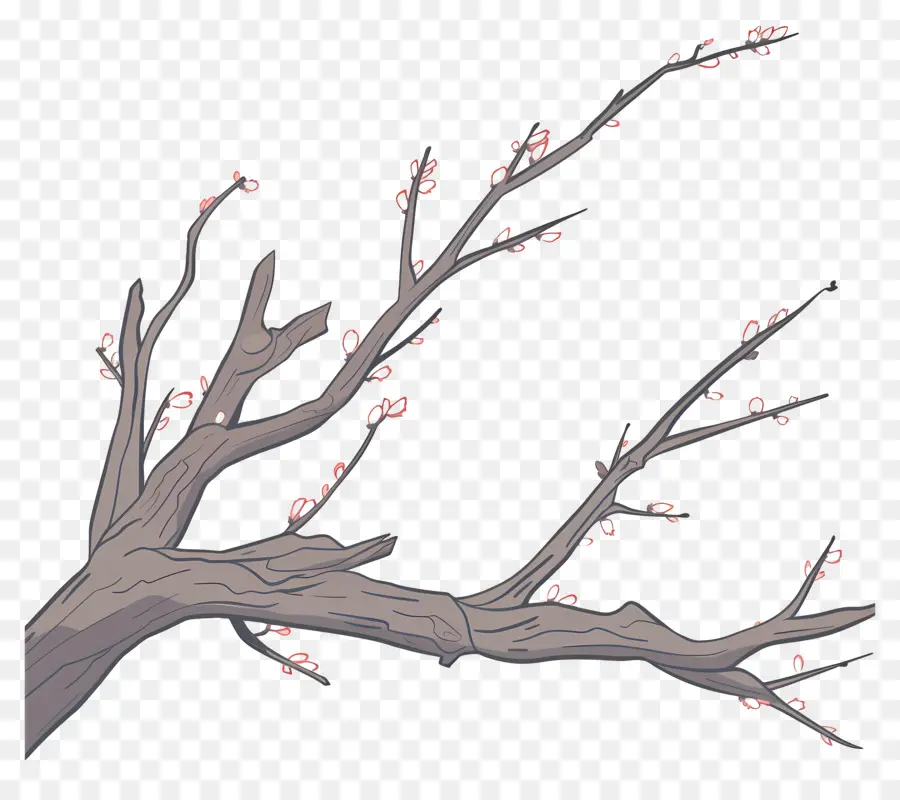 Ağaç Dalı，Kırmızı Meyveler PNG