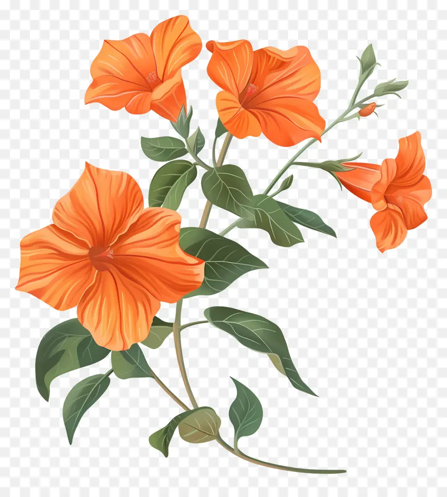 Portakallı Sandersoni，Turuncu çiçekler PNG