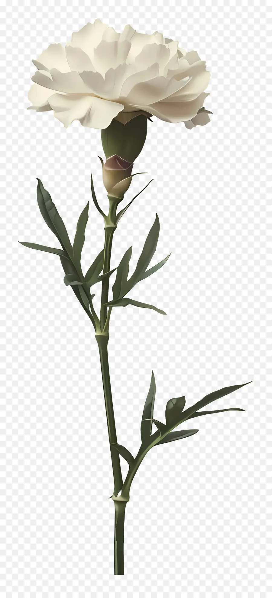 Karanfil，çiçek PNG