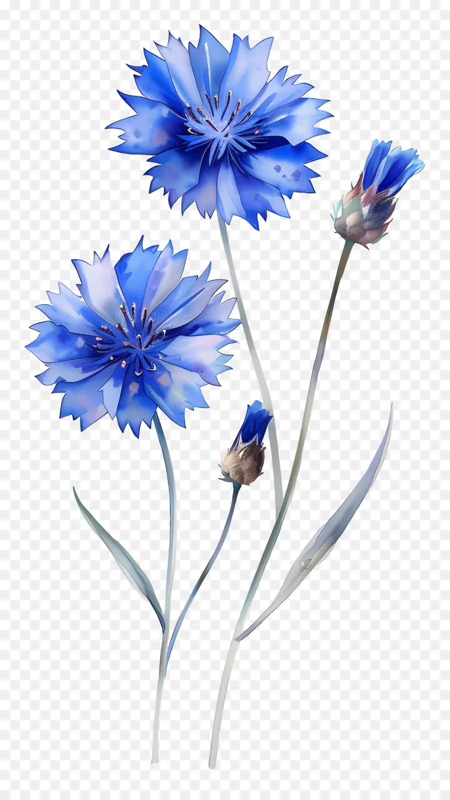 Mavi Mısır Kokusu，Mavi çiçekler PNG