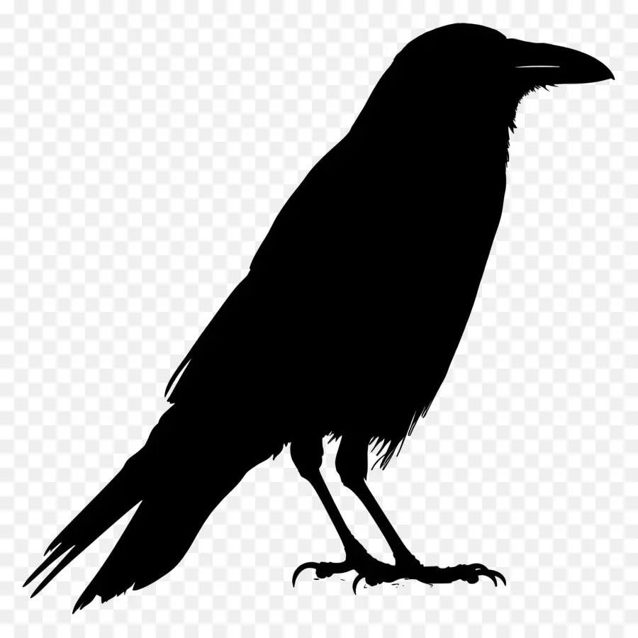 Karga Siluet，Siyah Kuş PNG
