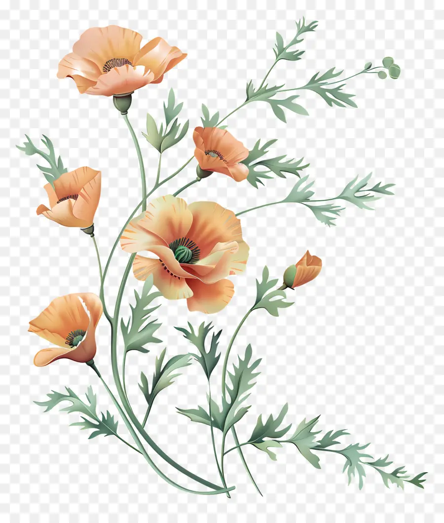Turuncu Haşhaş çiçekler，Suluboya Resim PNG