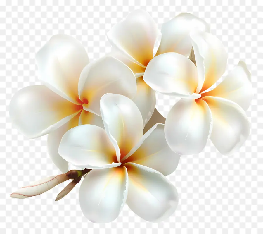 Beyaz Plumeria，Plumeria çiçekler PNG