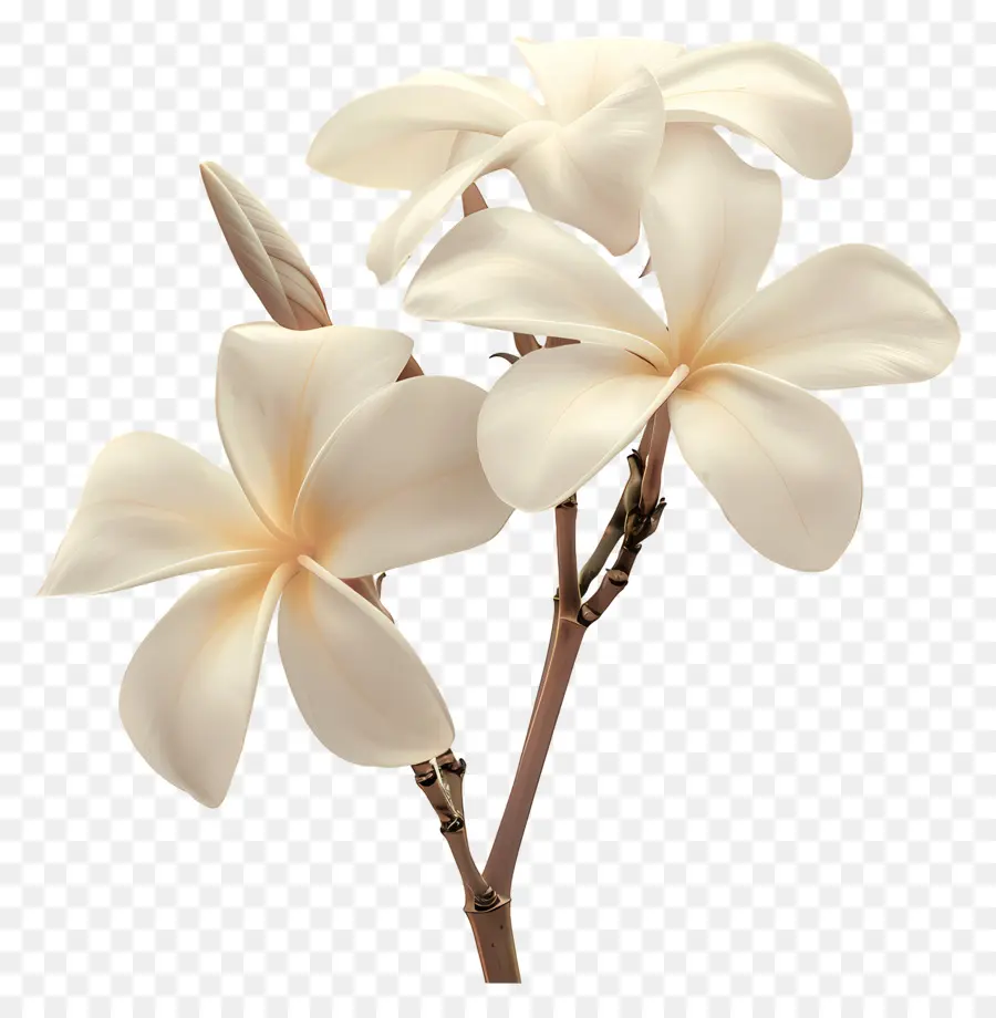 Beyaz Plumeria，Pembe Çiçekler PNG