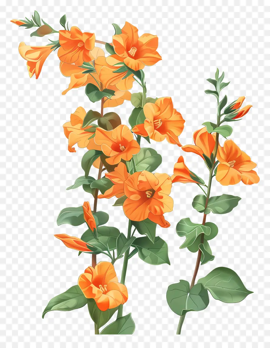 Portakallı Sandersoni，Turuncu çiçekler PNG