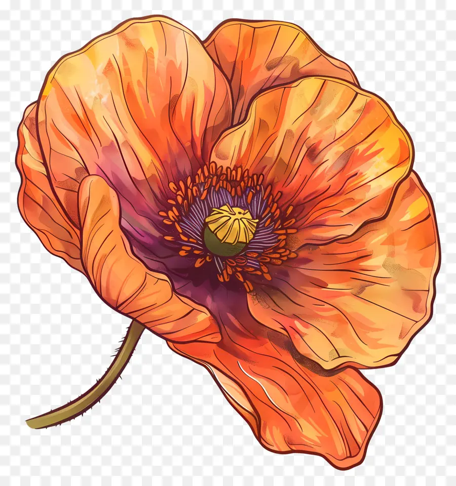 Afyon çiçeği，Portakal çiçeği PNG