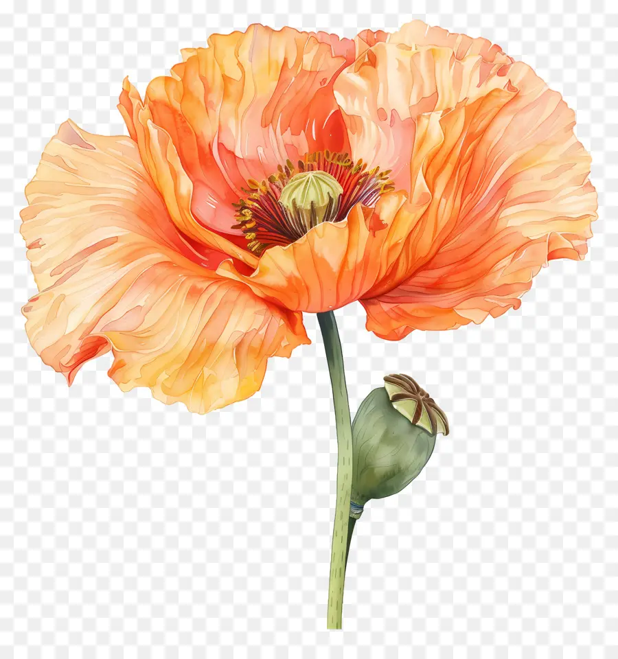Turuncu Haşhaş çiçekler，Portakal çiçeği PNG