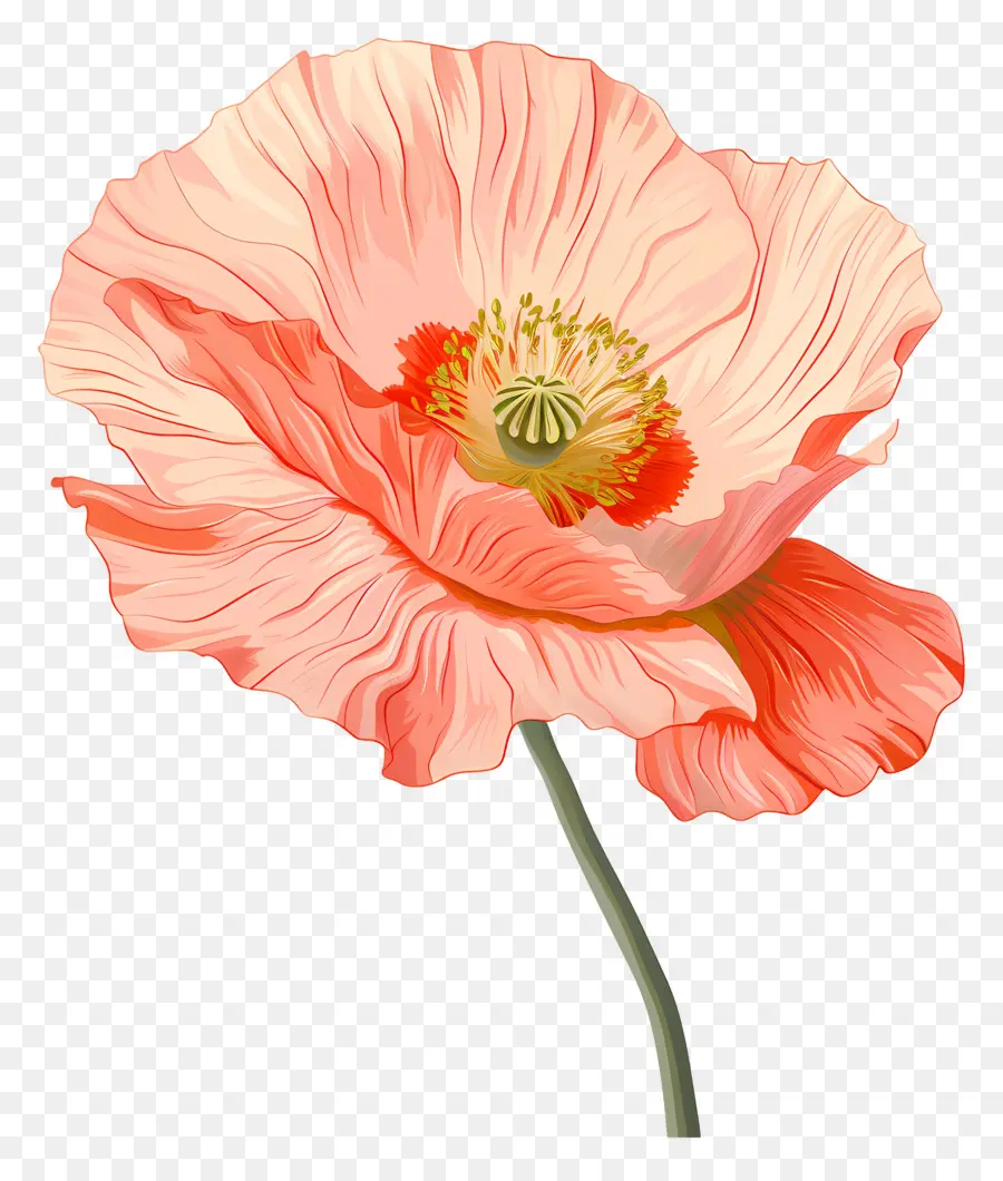 Afyon çiçeği，Poppy Pink PNG