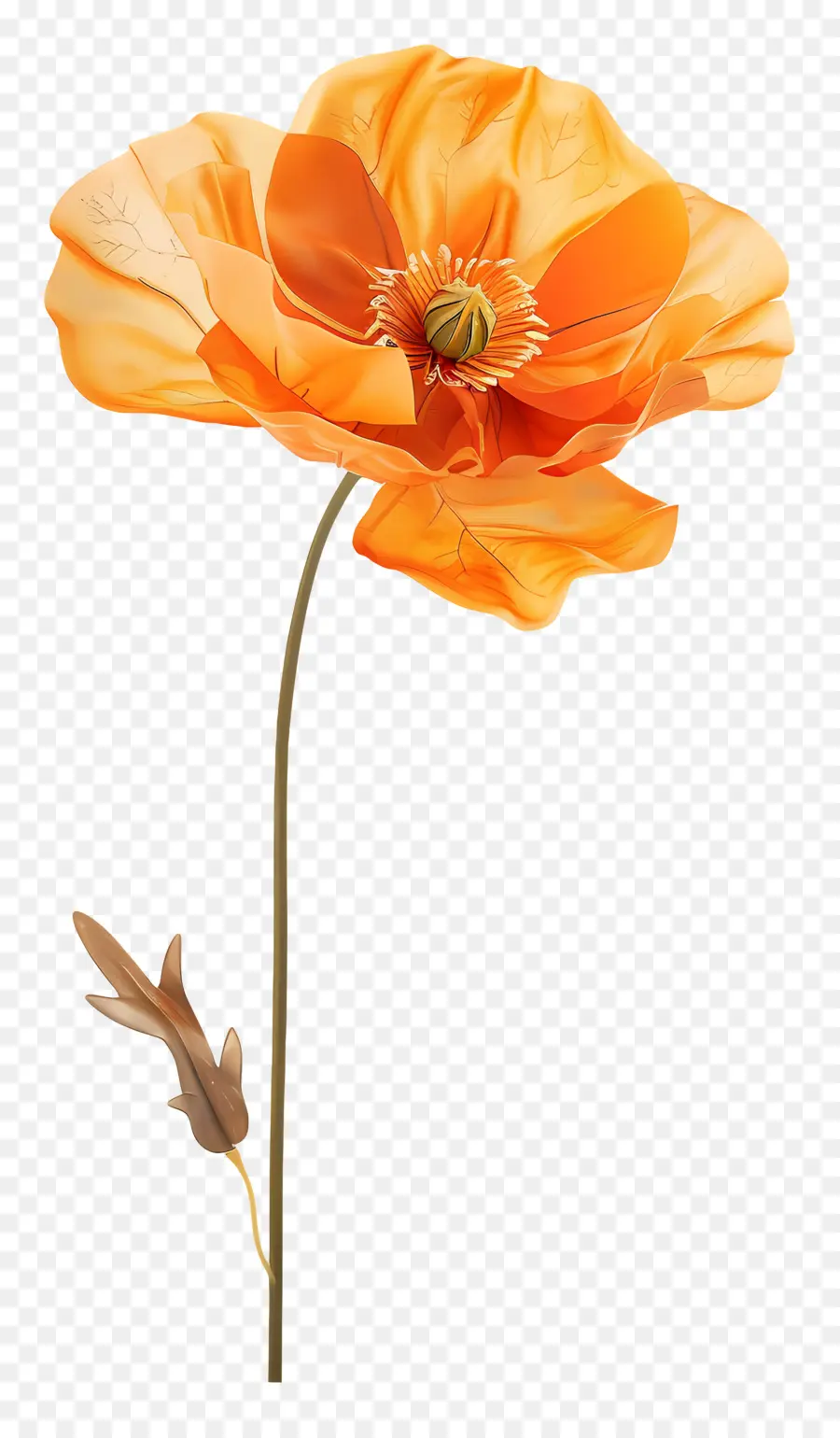 Turuncu Haşhaş çiçekler，Afyon çiçeği PNG