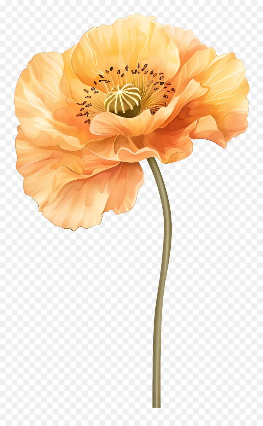 Turuncu Haşhaş çiçekler，Afyon çiçeği PNG