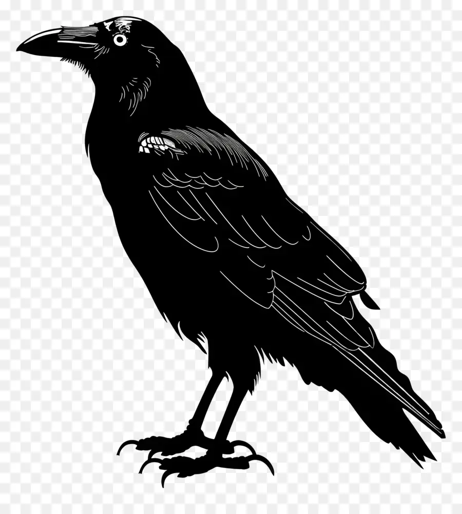 Karga Siluet，Siyah Kuş PNG
