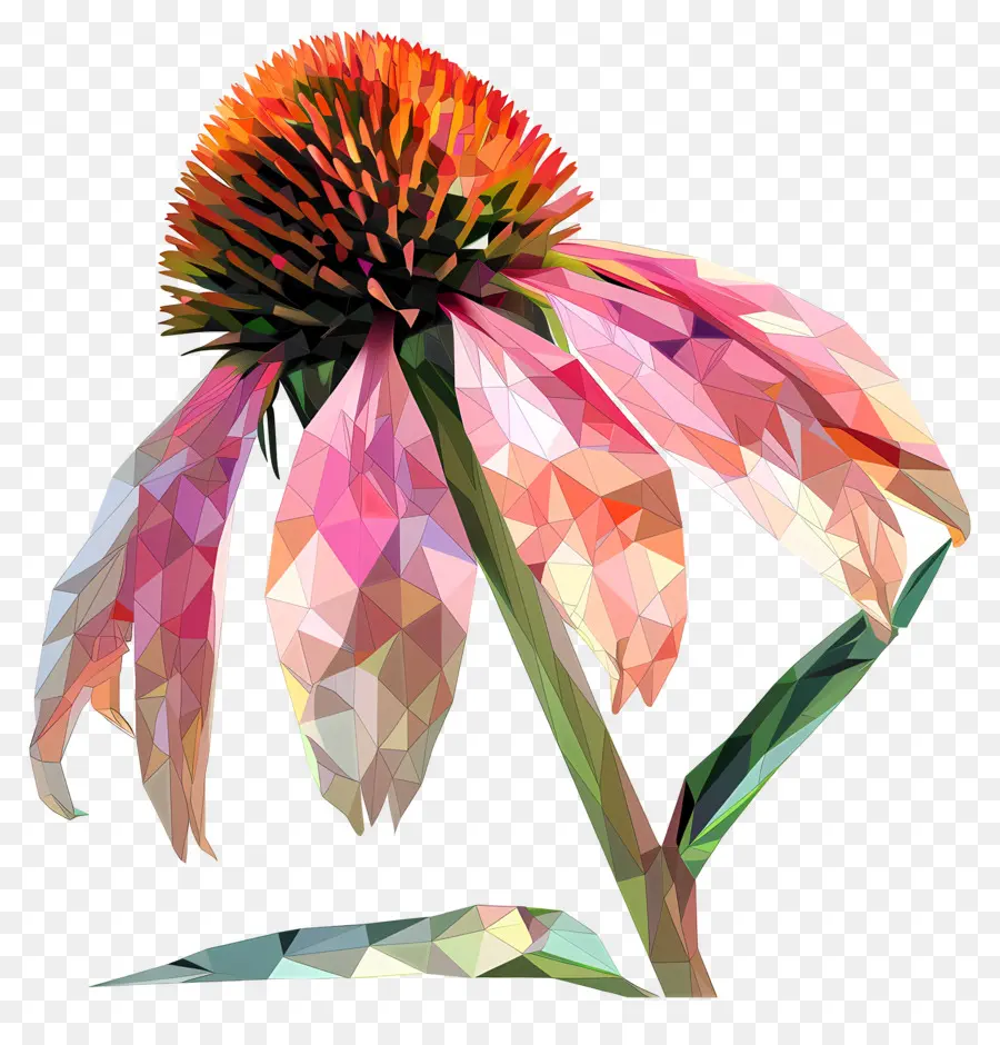 Dijital çiçek，Ekinezya PNG