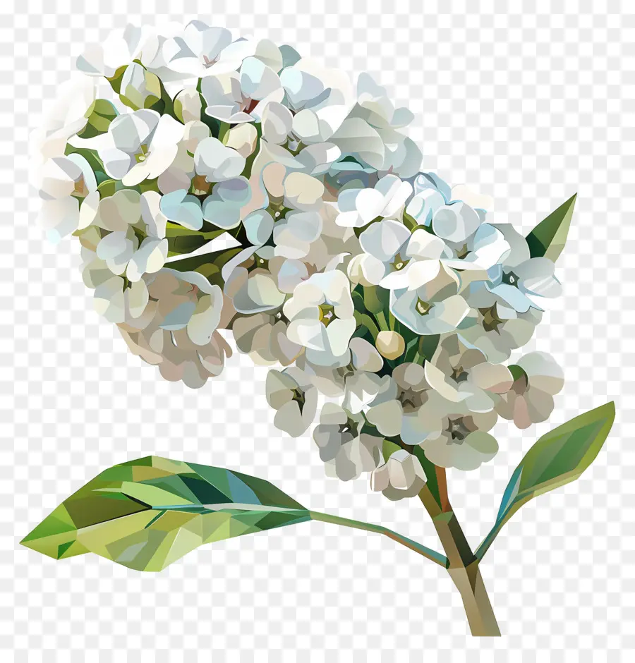 Dijital çiçek Sanatı，Beyaz Zambak PNG