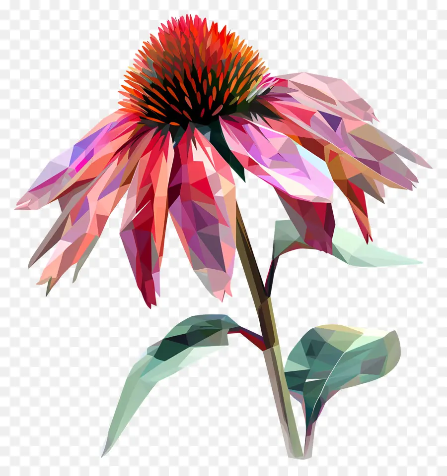 Dijital çiçek，Poinsettia PNG