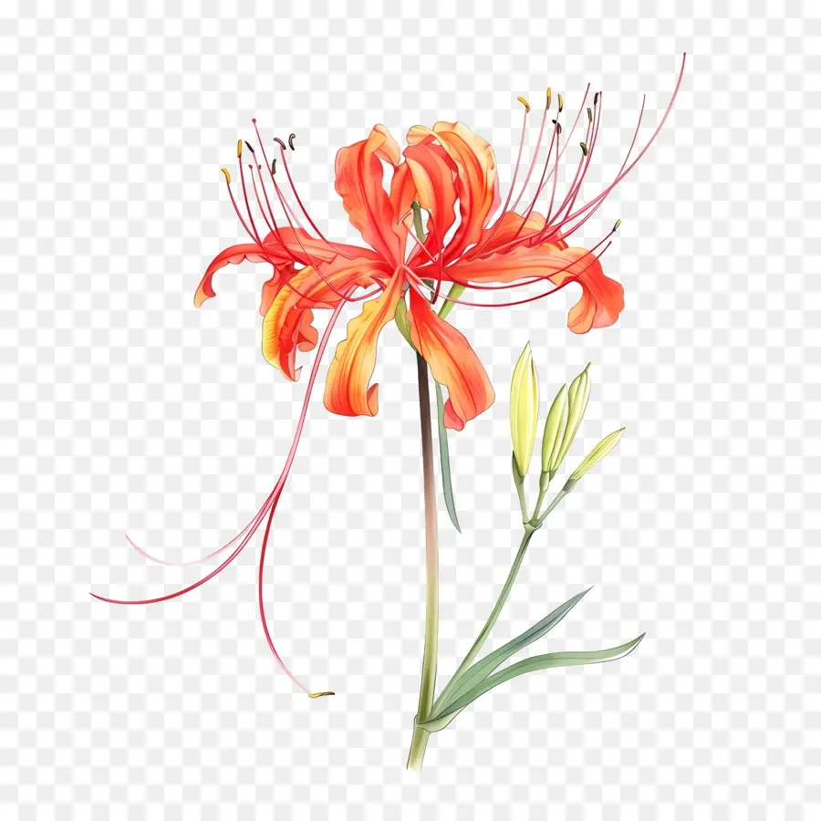 örümcek Lily，Suluboya Resim PNG