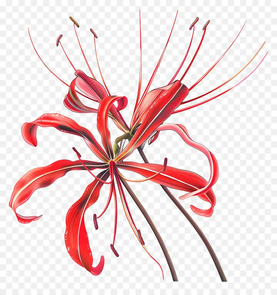örümcek Lily，Kırmızı çiçek PNG