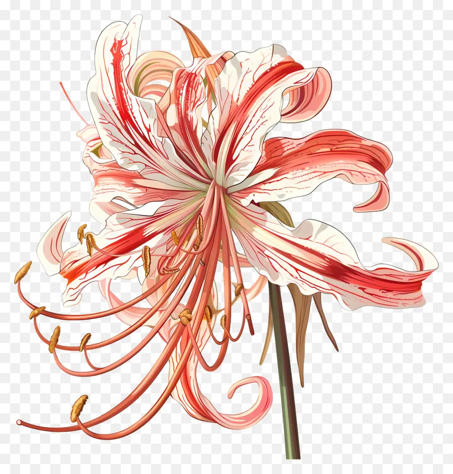 örümcek Lily，Lily çiçek PNG