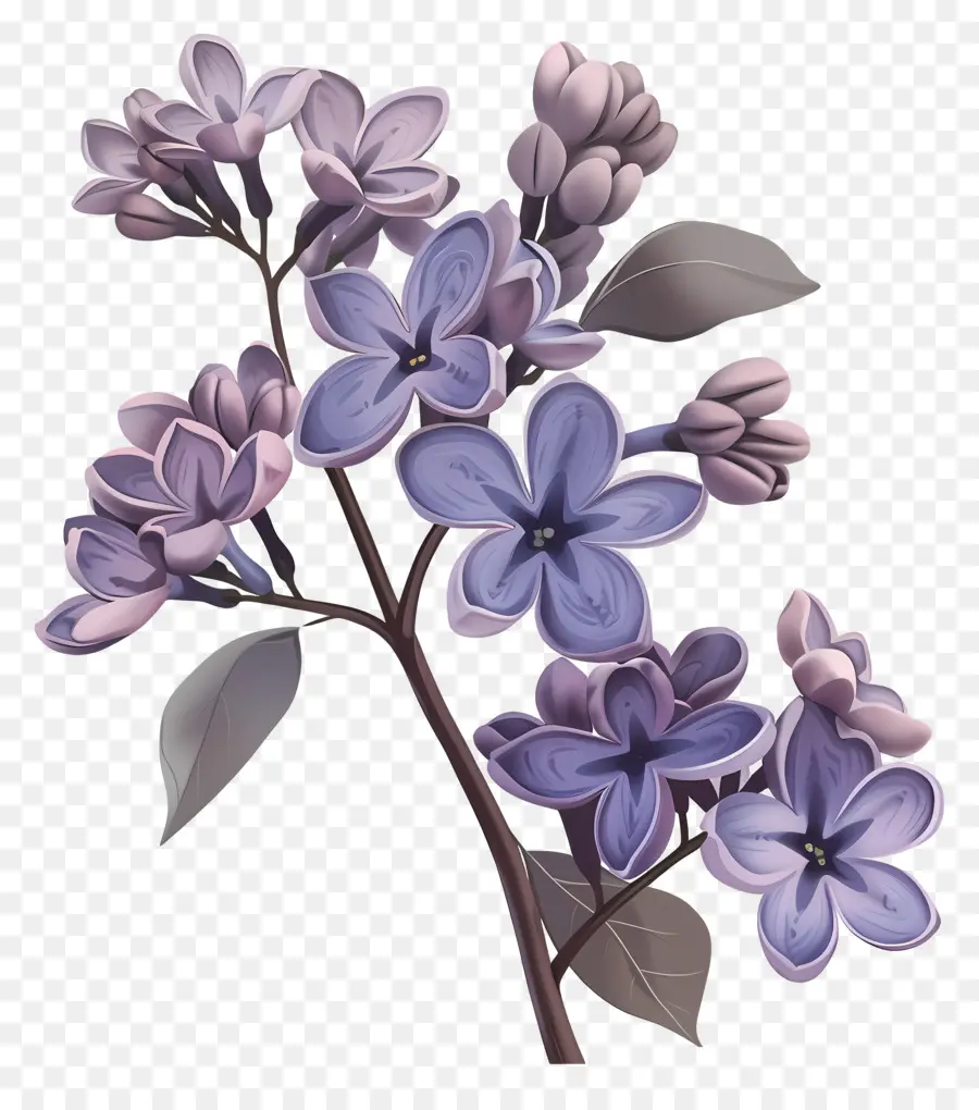 Lila çiçek，Mor çiçekler PNG