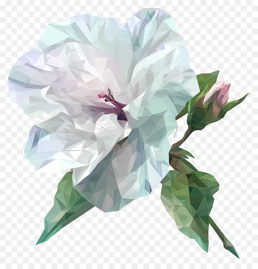 Dijital çiçek Sanatı，Beyaz Ebegümeci PNG