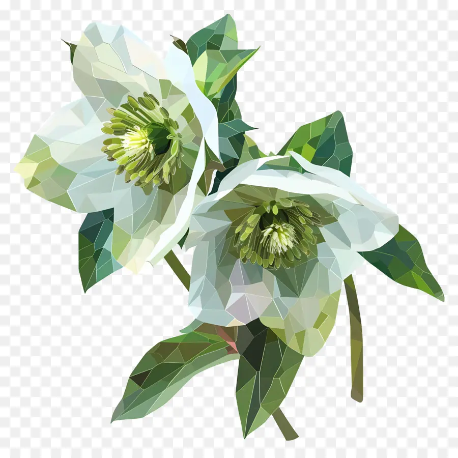 Dijital çiçek，Beyaz çiçekler PNG