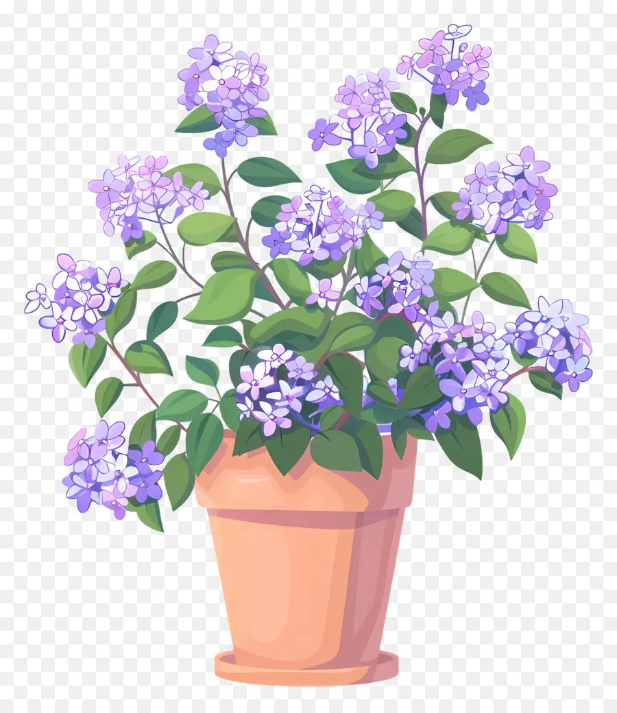 Lila çiçek，Saksı çiçek PNG