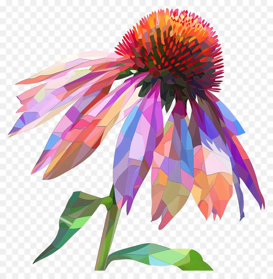 Dijital çiçek，Ekinezya PNG