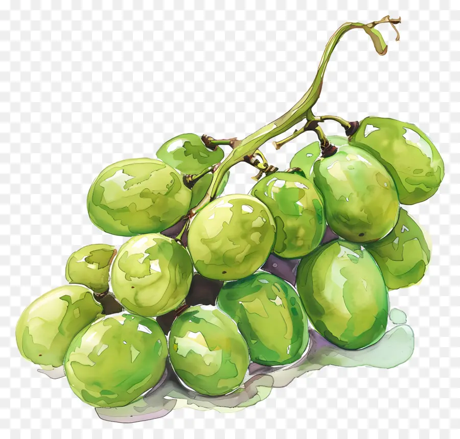 Yeşil üzüm，Suluboya Resim PNG