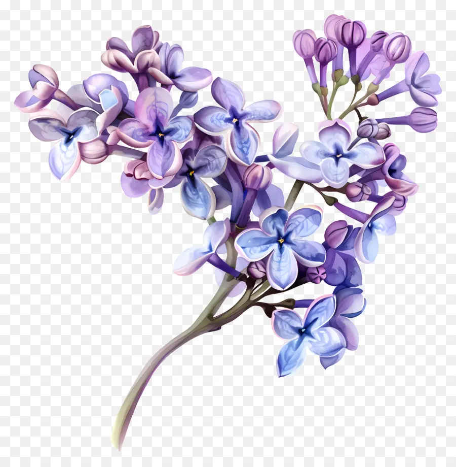 Lila çiçek，Leylak PNG
