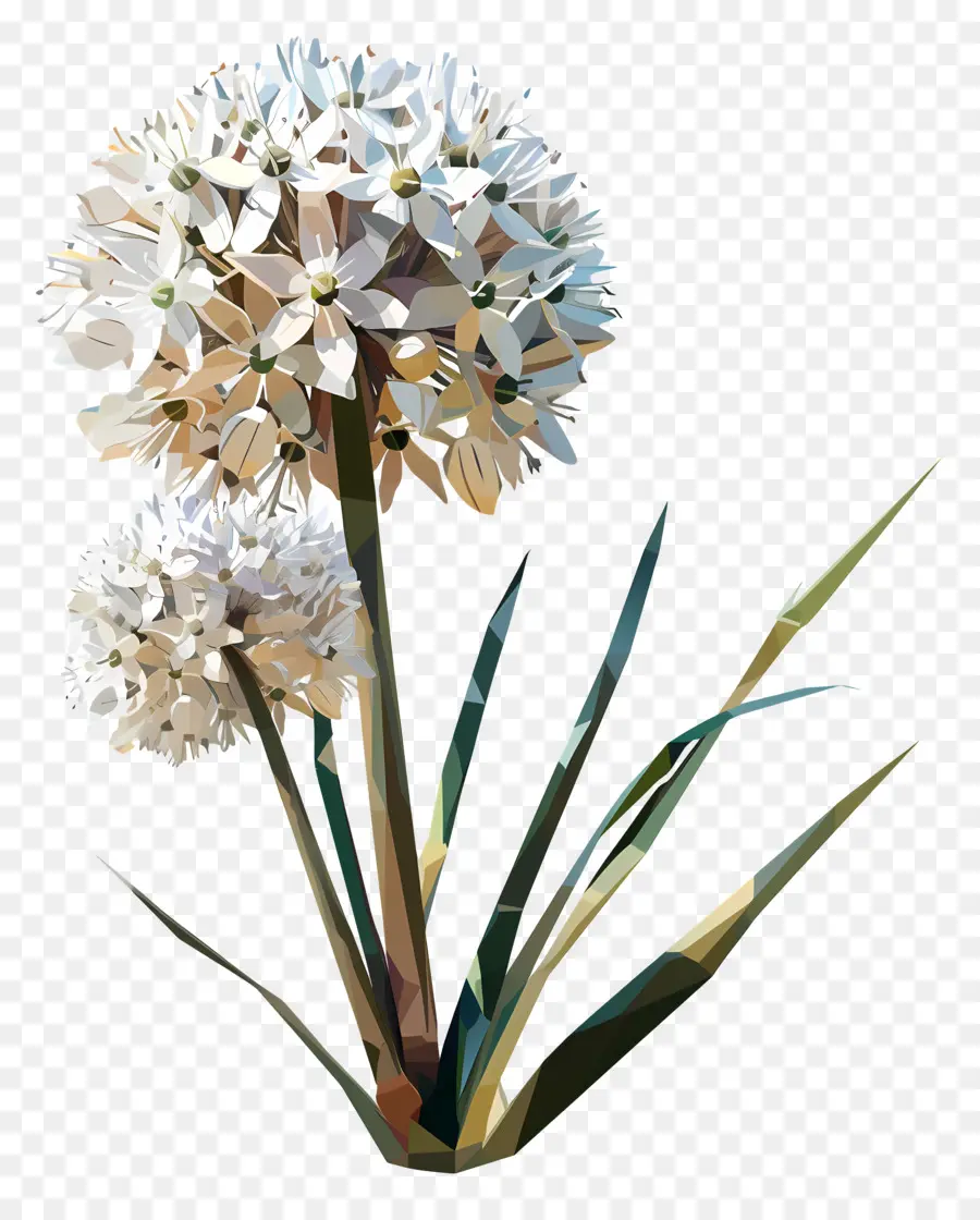 Dijital çiçek，Beyaz Soğan PNG