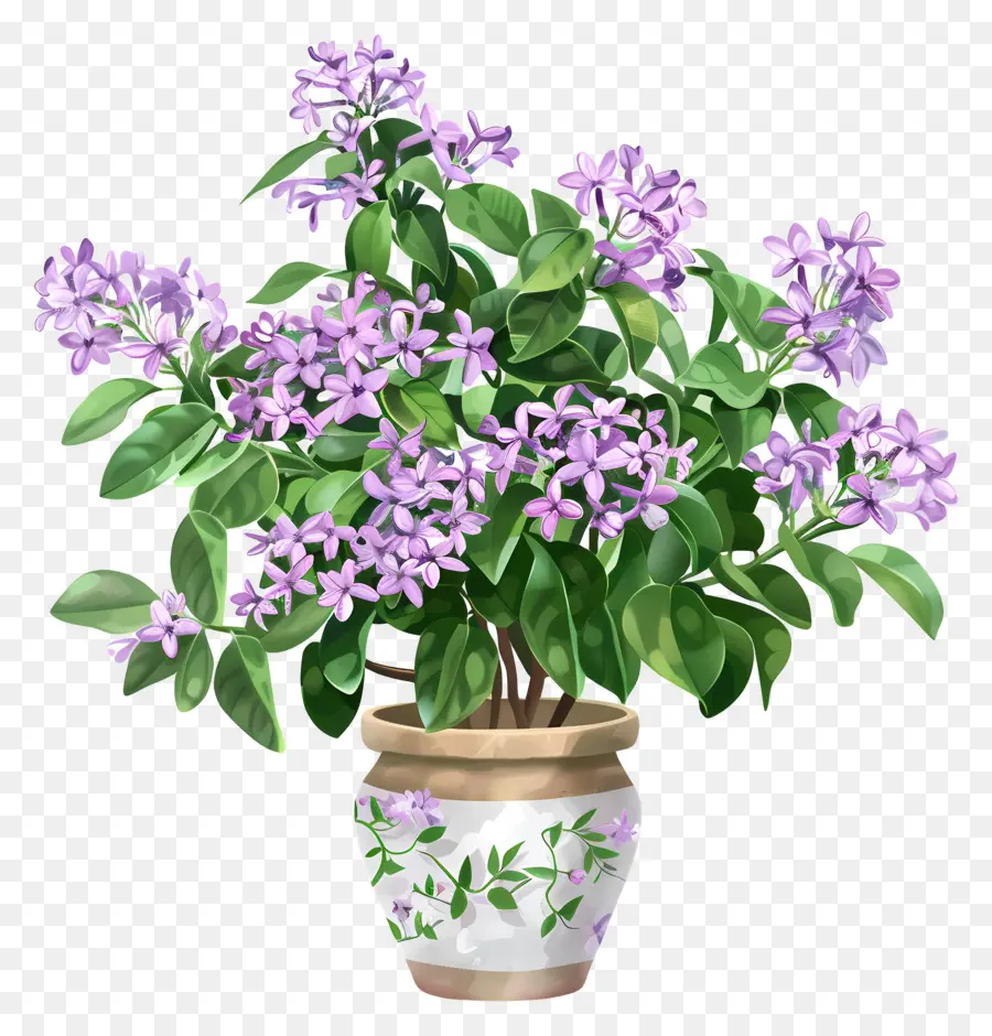 Lila çiçek，Saksı çiçek PNG
