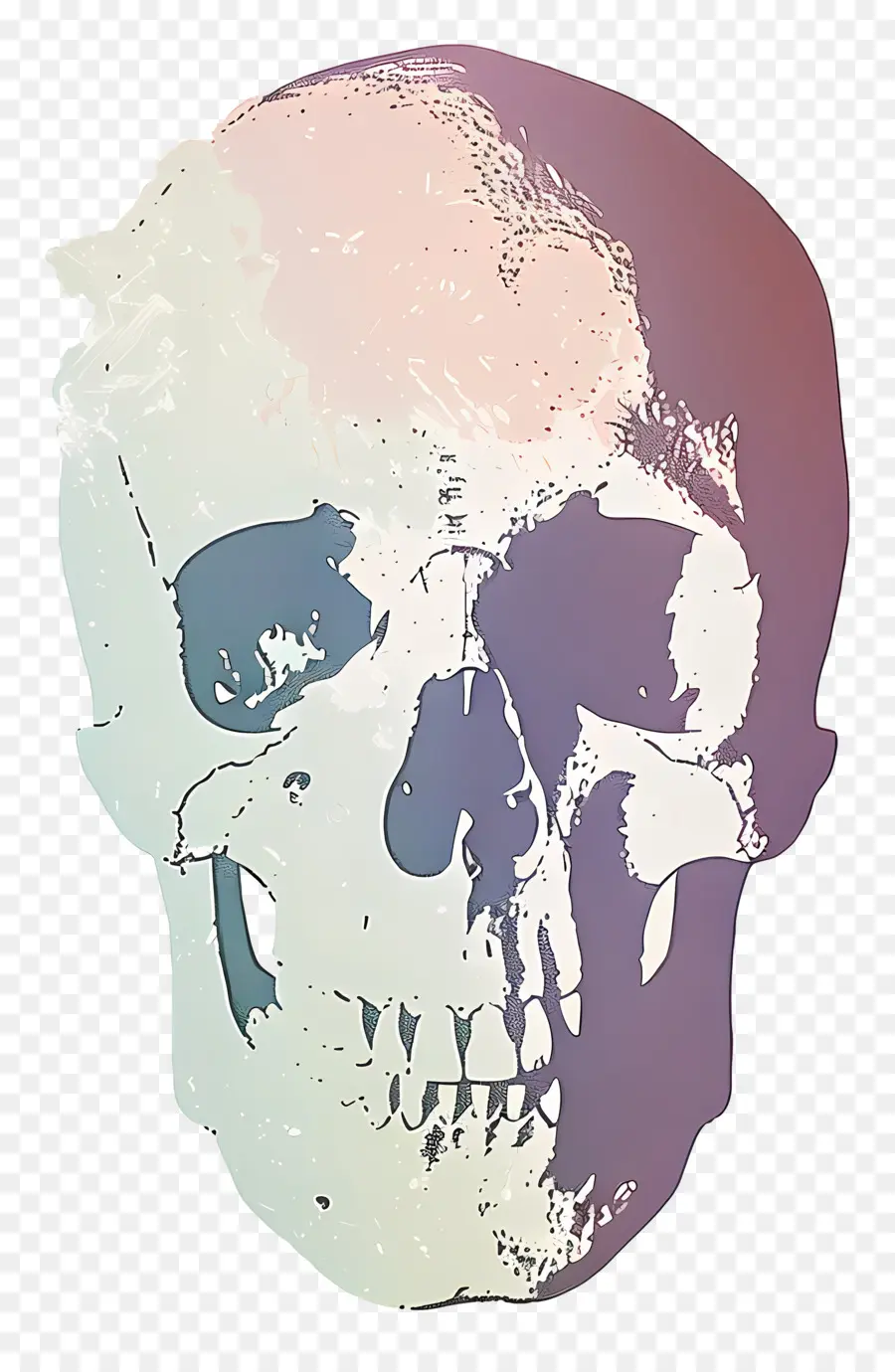Kafatası，Insan Kafatası PNG