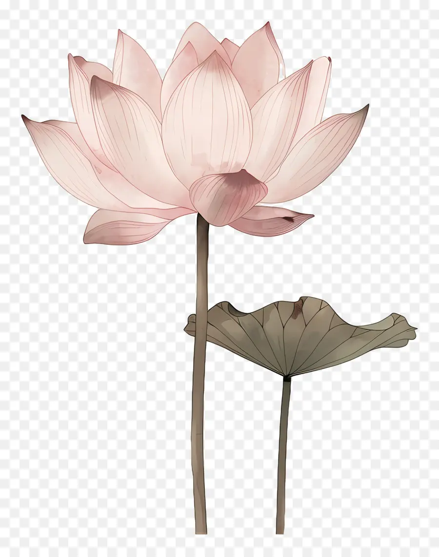 Lotus，Lotus çiçeği PNG