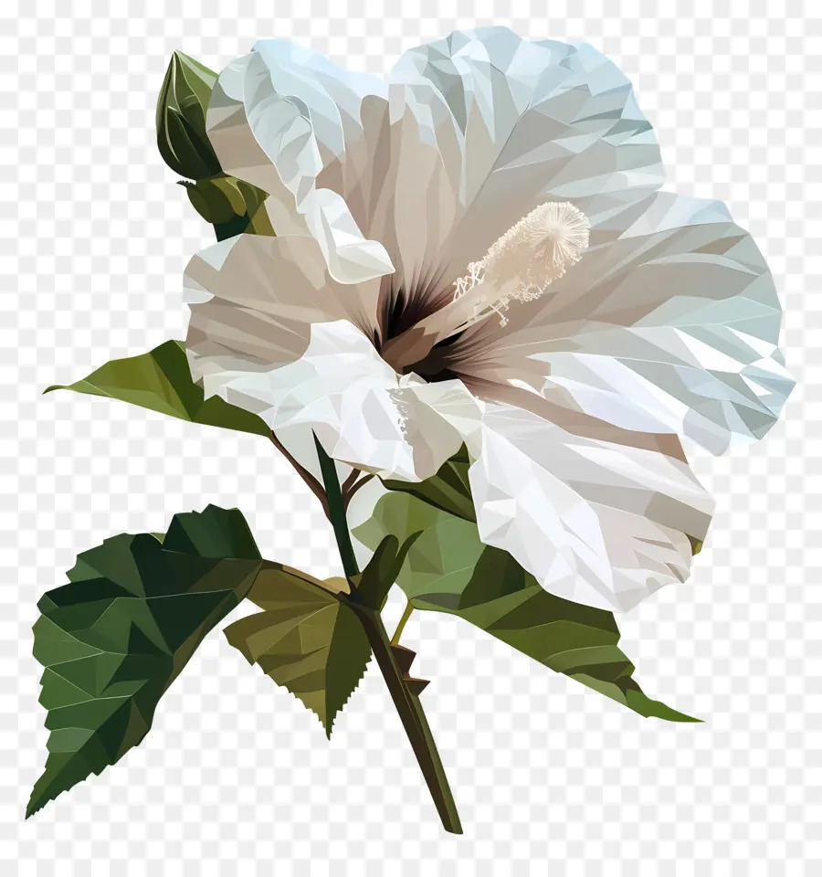 Dijital çiçek Sanatı，Hibiscus çiçek PNG