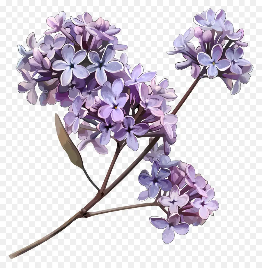 Lila çiçek，Kapat PNG