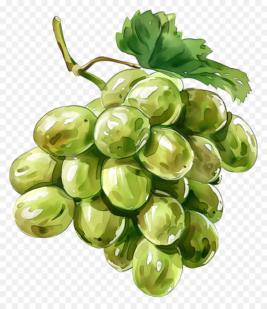 Yeşil üzüm，Suluboya Resim PNG