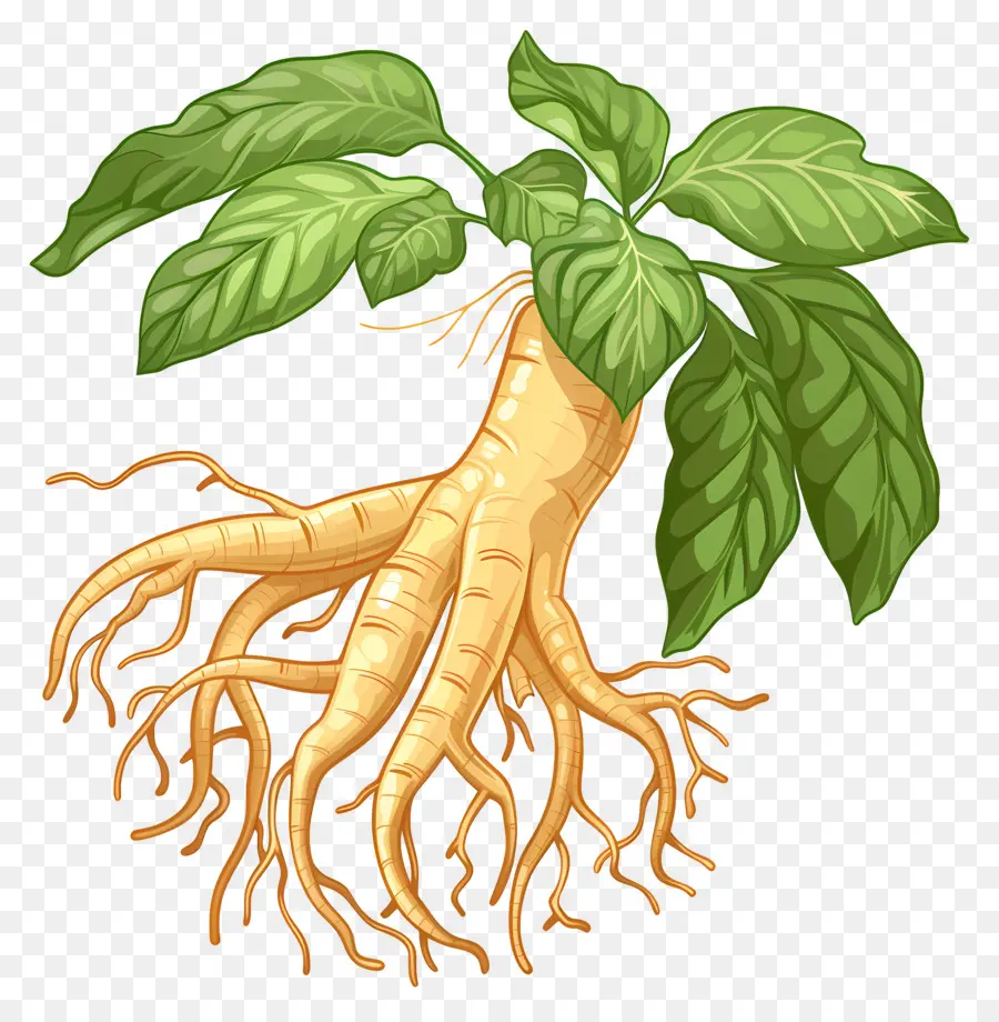 Ginseng，Kökler PNG